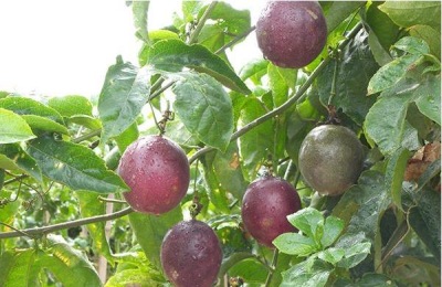 紫香百香果苗多少钱？育苗方法如何