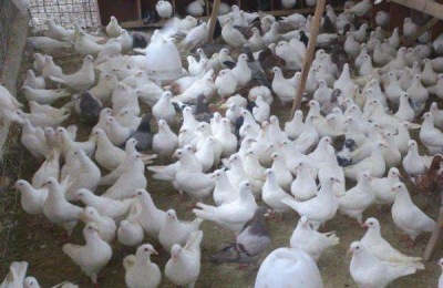 红鲳鱼养殖技术