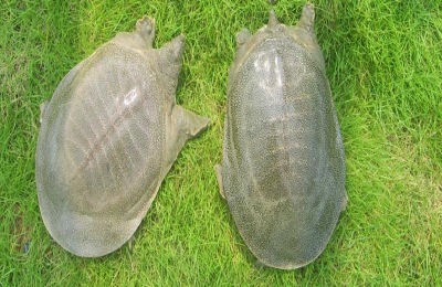 立秋甲鱼躲哪里