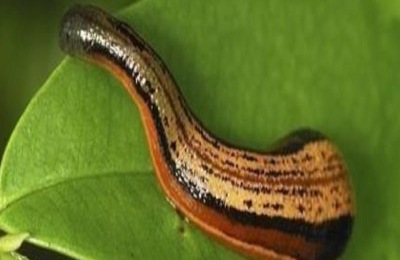 适合农村养殖的项目