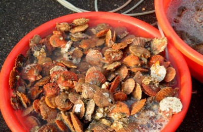 十大顶级海鲜价格排名，土豪买得起