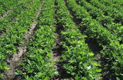 花生追肥时间,追什么肥好