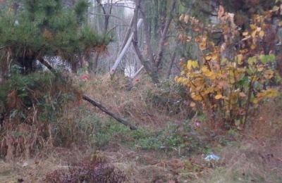 环嗪酮杀竹子怎么用