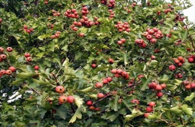 山楂锈病用什么农药有效,什么时候打