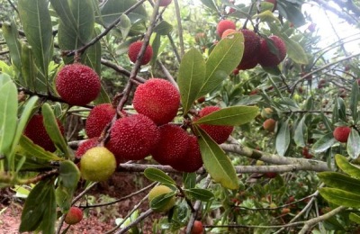 杨梅一斤多少钱？杨梅种植前景分析