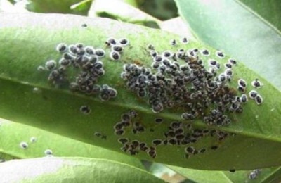 柑橘病虫害防治与用药