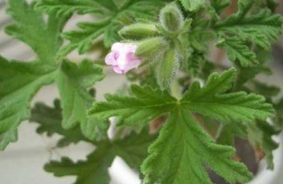 杀蚊子较强的农药,这些农药效果好