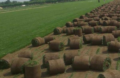 草坪除杂草用什么药