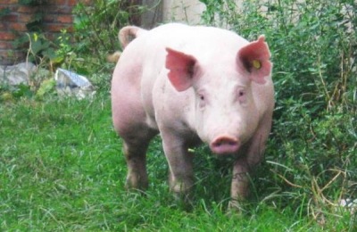 公猪料配方，后备公猪喂什么料