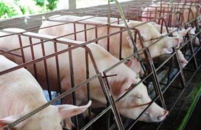 公猪料配方，后备公猪喂什么料