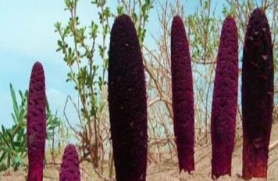 锁阳一斤多少钱？市场前景如何？(附功效介绍)