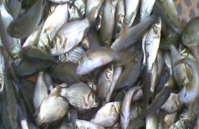 黑鱼苗一斤多少钱?分析黑鱼养殖的利润和前景