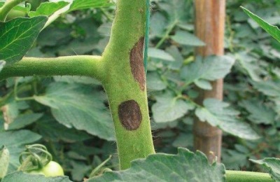 专治晚疫病的药