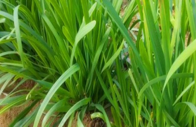 一斤石榴多少钱?石榴种植前景分析