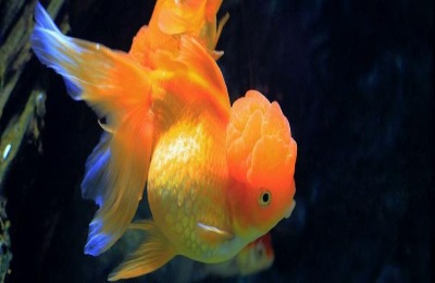 金鱼身上有白点怎么治