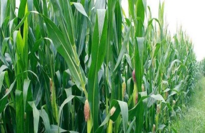 盛玉367玉米品种介绍