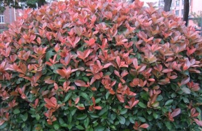 有哪些品种的红叶石楠