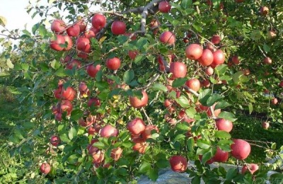 果树施肥后下大雨,需要再次施肥吗