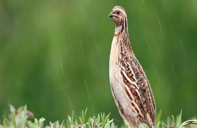 鹌鹑饲料配方与制作
