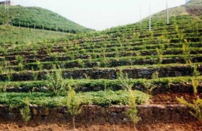 松茸的市场价格是多少？种植一亩松茸的成本和收益分析