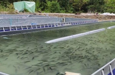 高密度养殖鱼池的建设方案