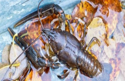 一亩小龙虾养殖的投资成本是多少？小龙虾养殖前景如何