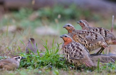 乡镇做什么生意好?这些投资小,利润高