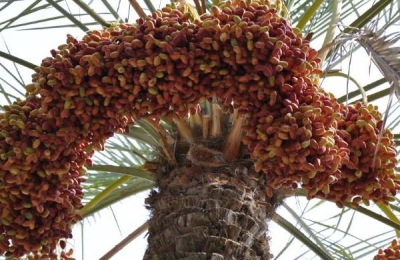 一斤狗枣多少钱？种植前景如何