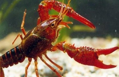 深海海鲜种类大全