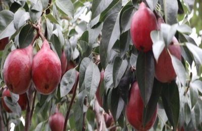 红啤梨一斤多少钱?种植前景如何(附种植技术)