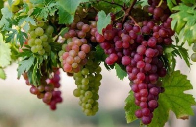 尿素可以使葡萄破眠， 葡萄如何破眠 葡萄破眠技巧