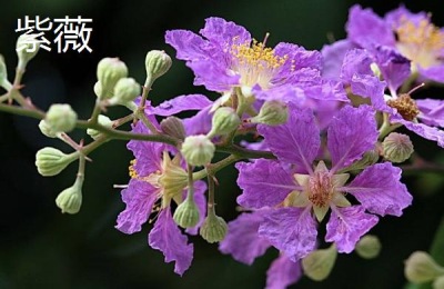 如何开始种花？需要注意哪些方面