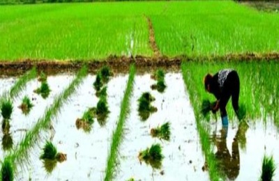 忙种地是什么时间