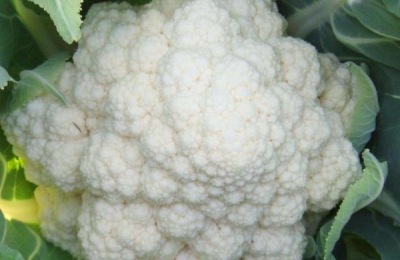 一斤花菜多少钱？种植效益如何？(附种植前景)