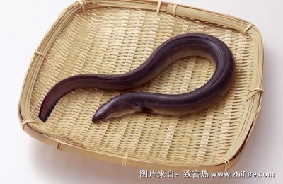 鳗鱼一斤多少钱?鳗鱼养殖前景如何?(附花鳗鱼养殖技术)