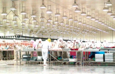 煮熟饲料喂养的猪和生饲料喂养的猪有什么区别