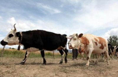 无公害肉牛养殖技术