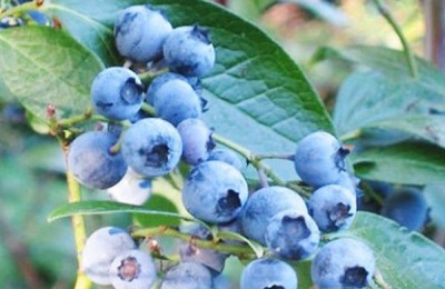 黑龙江大兴安岭有哪些特产