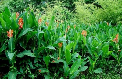 美人蕉的主要产地在哪里?有哪些品种