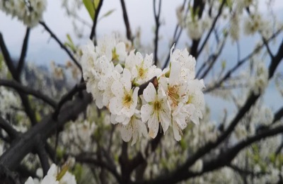 李树保花保果特效药
