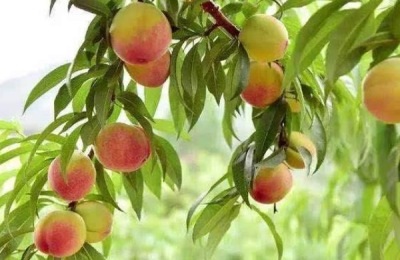 一喷红几天红,几天见效