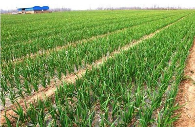 蒜苔产地在哪里？蒜苔种植前景如何