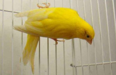 芙蓉鸟的饲料最佳配方，芙蓉鸟是什么鸟