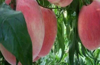 桃品种介绍，甜度最高