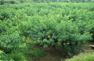 冬雪桃的产地在哪里?有哪些美味的桃子品种