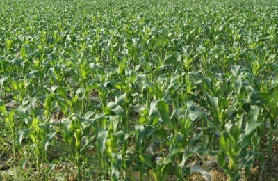 三唑酮的使用方法,大麦小麦及玉米高粱用法用量均不同